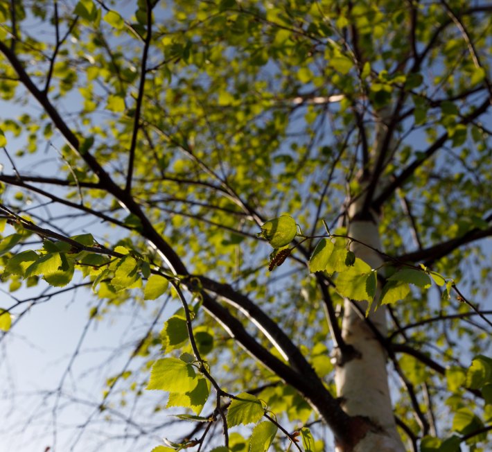 green environment